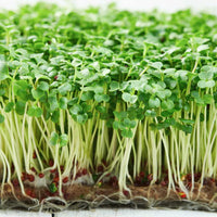 Broccoli – Organic Microgreen Seed