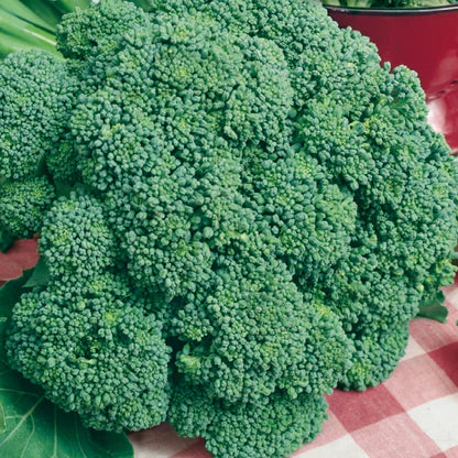 Imperial – Broccoli Seed