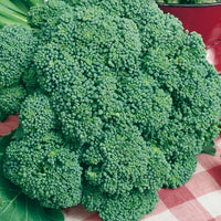 Imperial – Broccoli Seed