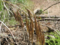 Bromus Grass – Ornamental Grass Seed