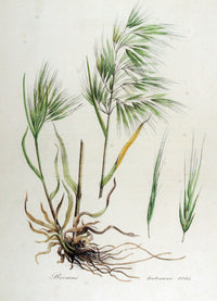 Bromus Grass – Ornamental Grass Seed