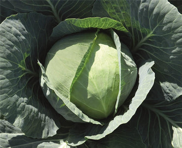 Bronco – Cabbage Seed