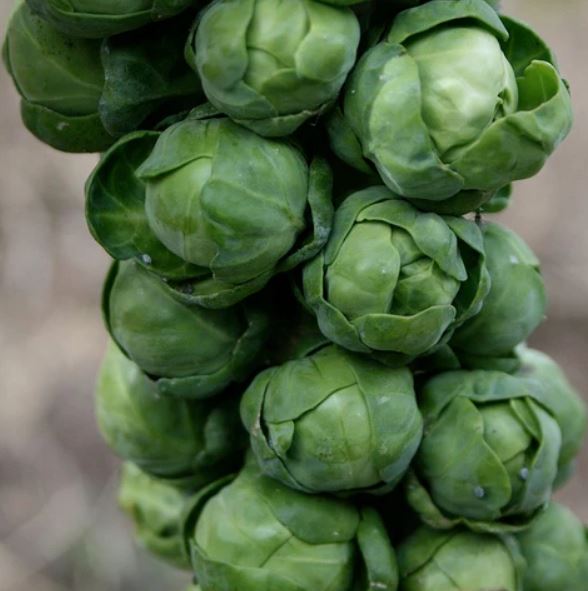 Hestia – Brussels Sprout Seed