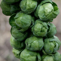 Hestia – Brussels Sprout Seed
