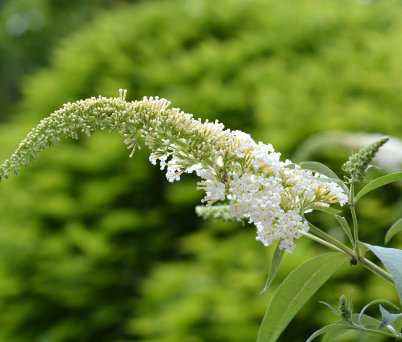 Jumbo White Profusion Butterfly Bush