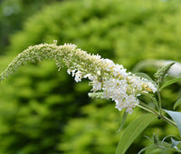 Jumbo White Profusion Butterfly Bush