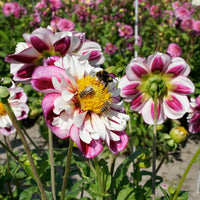Bumble Rumble Dahlia