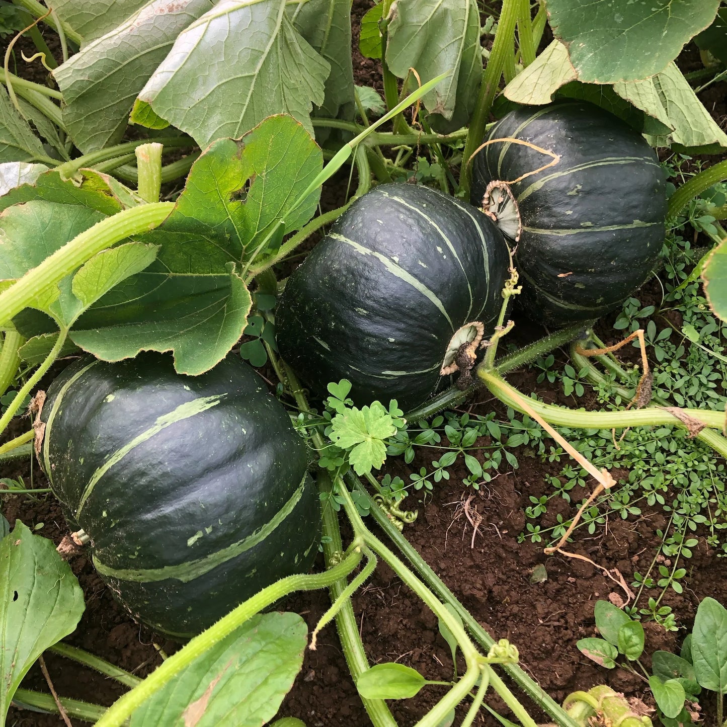 Buttercup (Burgess Strain) – Organic Squash