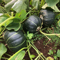 Buttercup (Burgess Strain) – Organic Squash