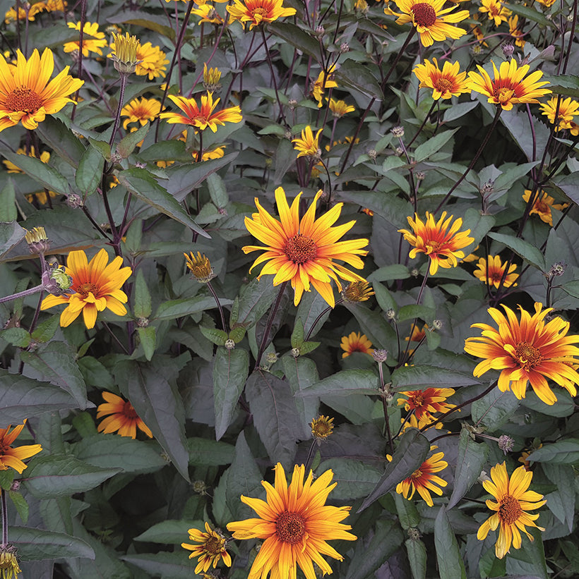 False Sunflower Breeders Mixture