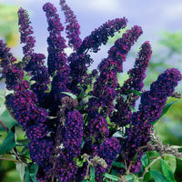 Heirloom Knight Butterfly Bush Flower Seeds for Planting, Non-GMO