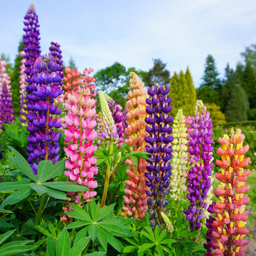 Heirloom Non-GMO Lupine Flower Seeds for Planting – Tall Colorful Blooms for Cottage and Wildflower Gardens