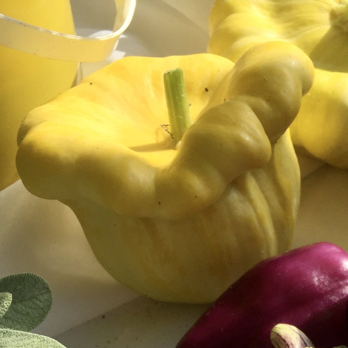 Summer Squash- Gelber Englischer 25g