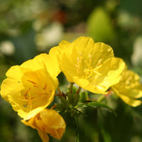 Evening Primrose