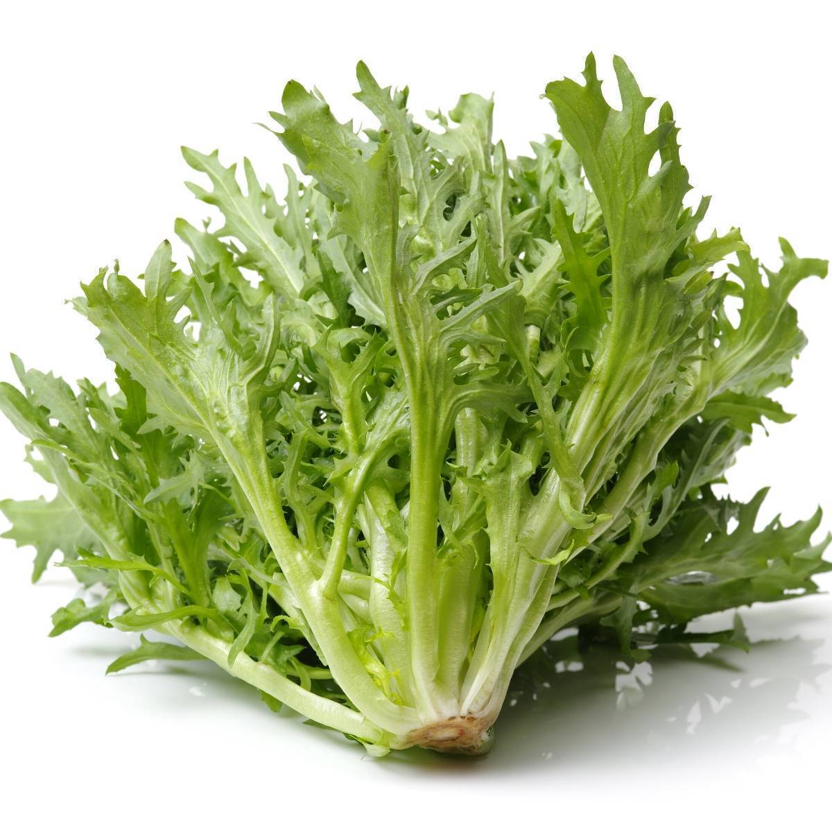 Endive- Salad King