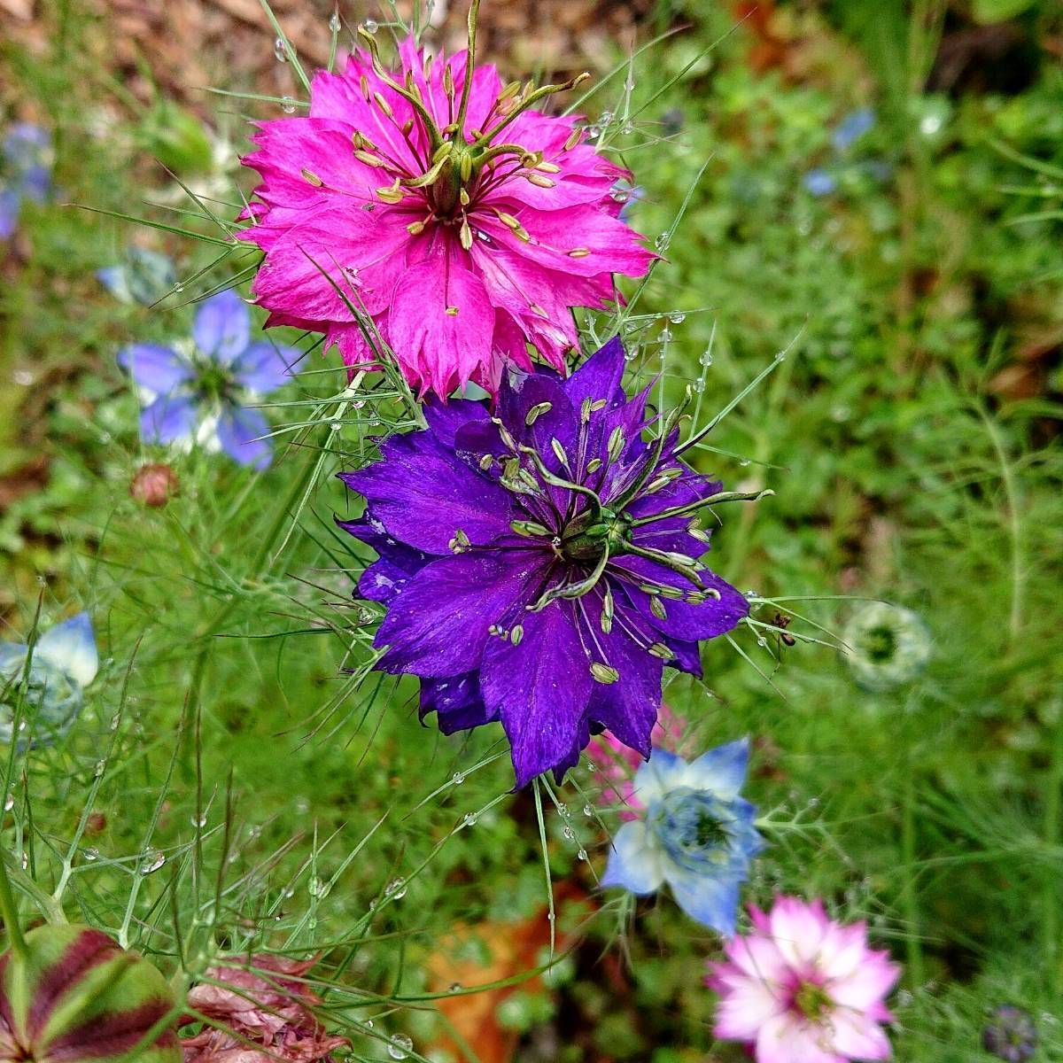 Nigella- Persian Jewels Mix