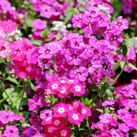 Phlox- Cecily Mixed