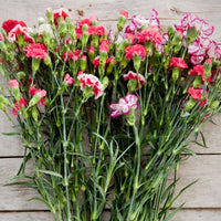Carnation- Enfante de Nice Mix
