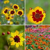 Coreopsis- Dwarf Radiata Mix