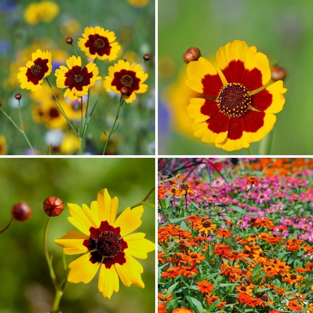 Coreopsis- Dwarf Radiata Mix