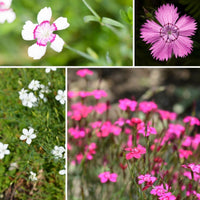 Dianthus- Microchip Mix