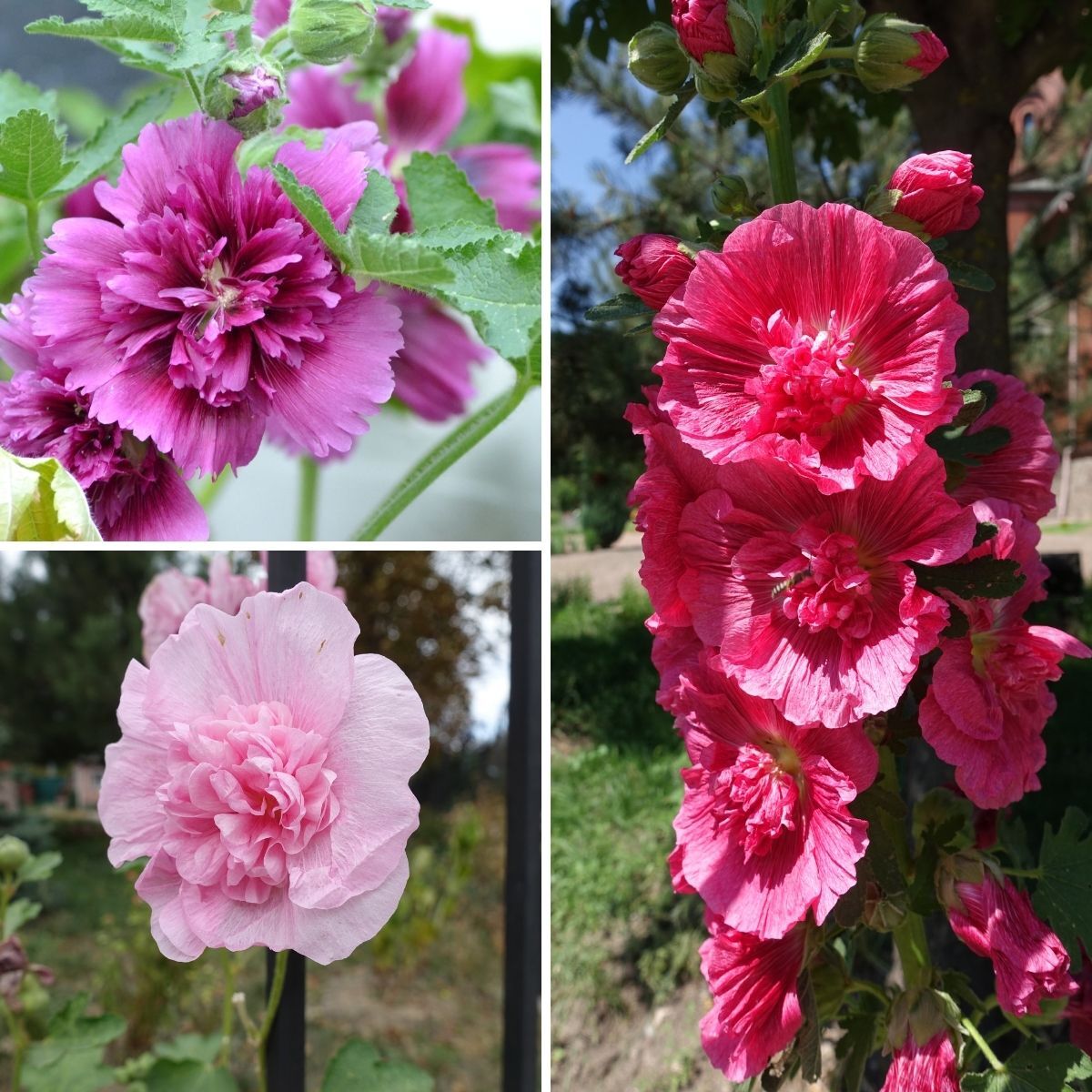 Hollyhock- Queeny Mix