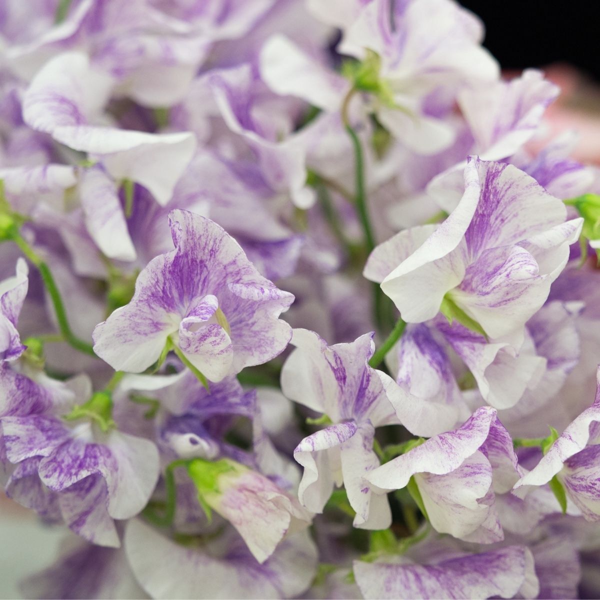 Sweetpea- Streamers Lavender