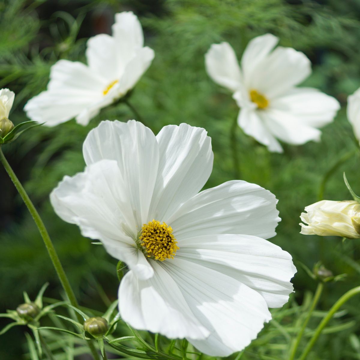 Cosmos- Dwarf Vega White
