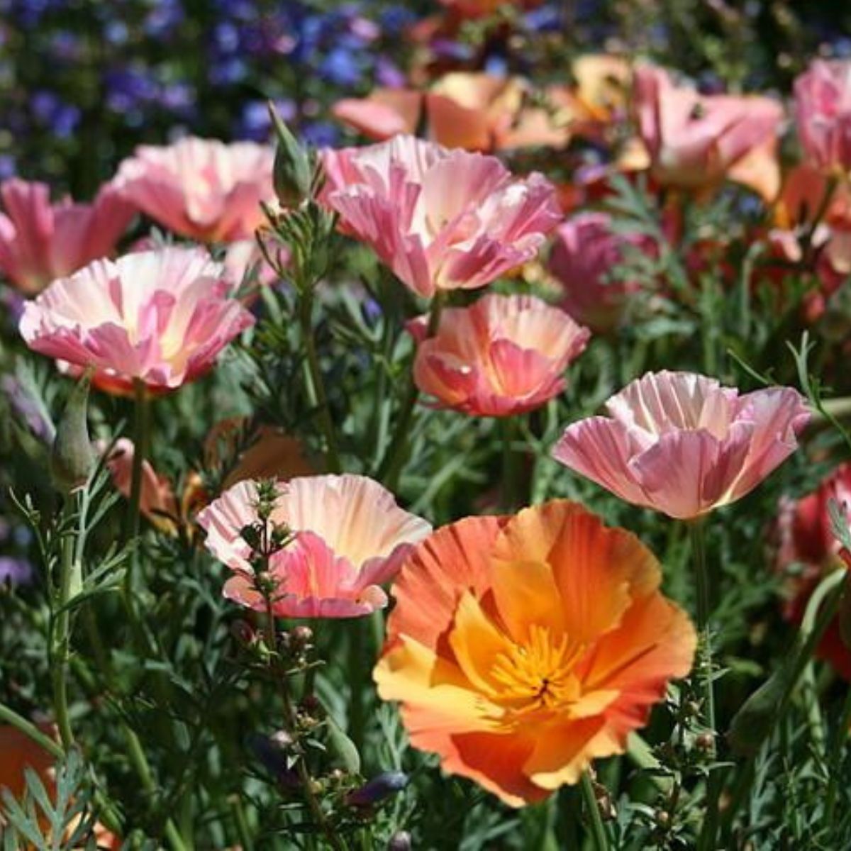 Californian Poppy- Apricot Chiffon