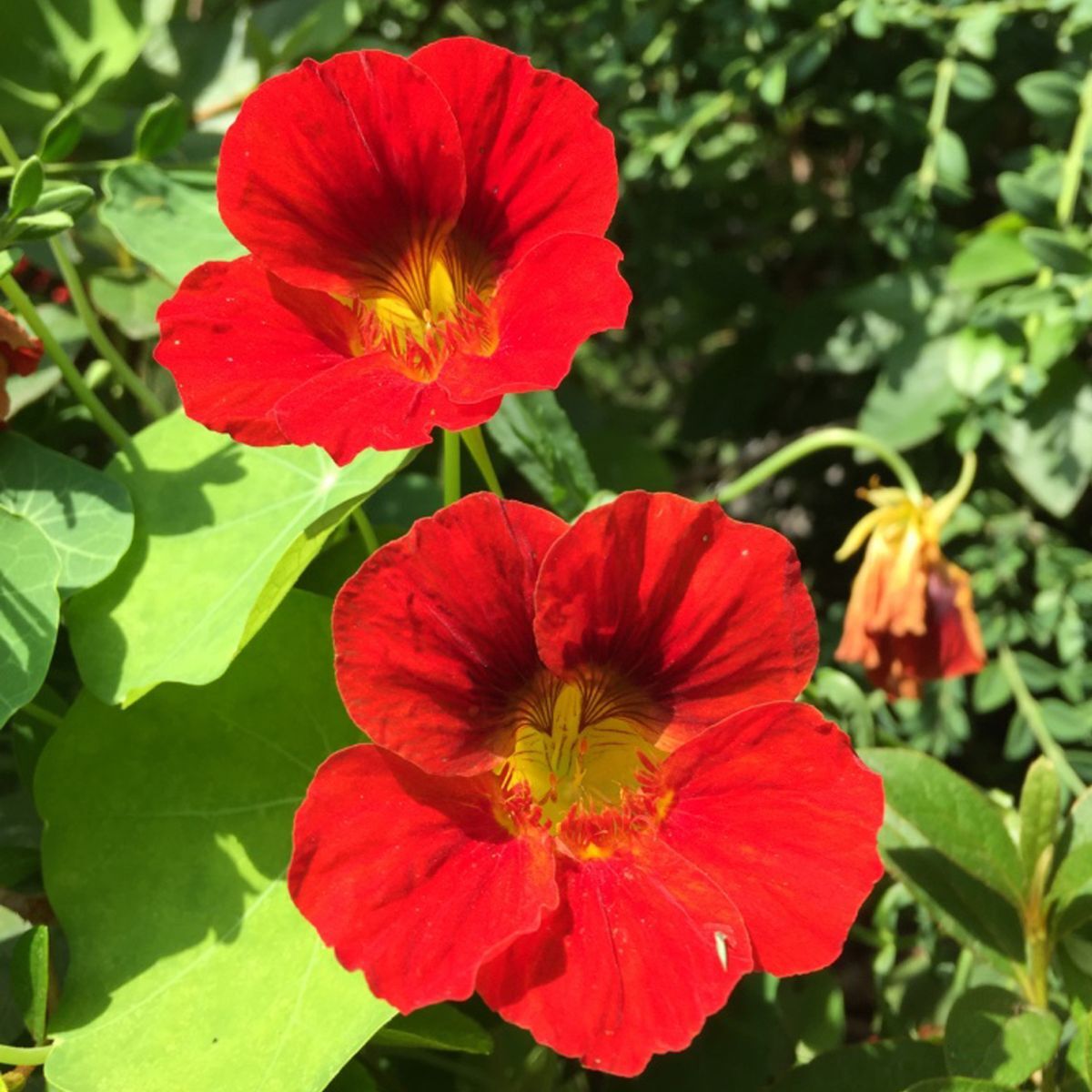 Nasturtium- Gleam Scarlet