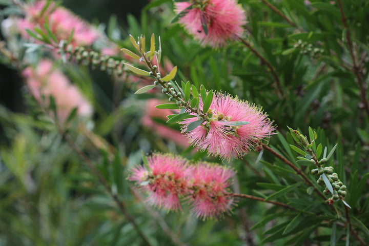 Organic Heirloom Non-GMO Pink Bottle Brush Flower Seeds for Planting – Vibrant Blooms
