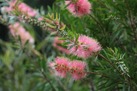 Organic Heirloom Non-GMO Pink Bottle Brush Flower Seeds for Planting – Vibrant Blooms