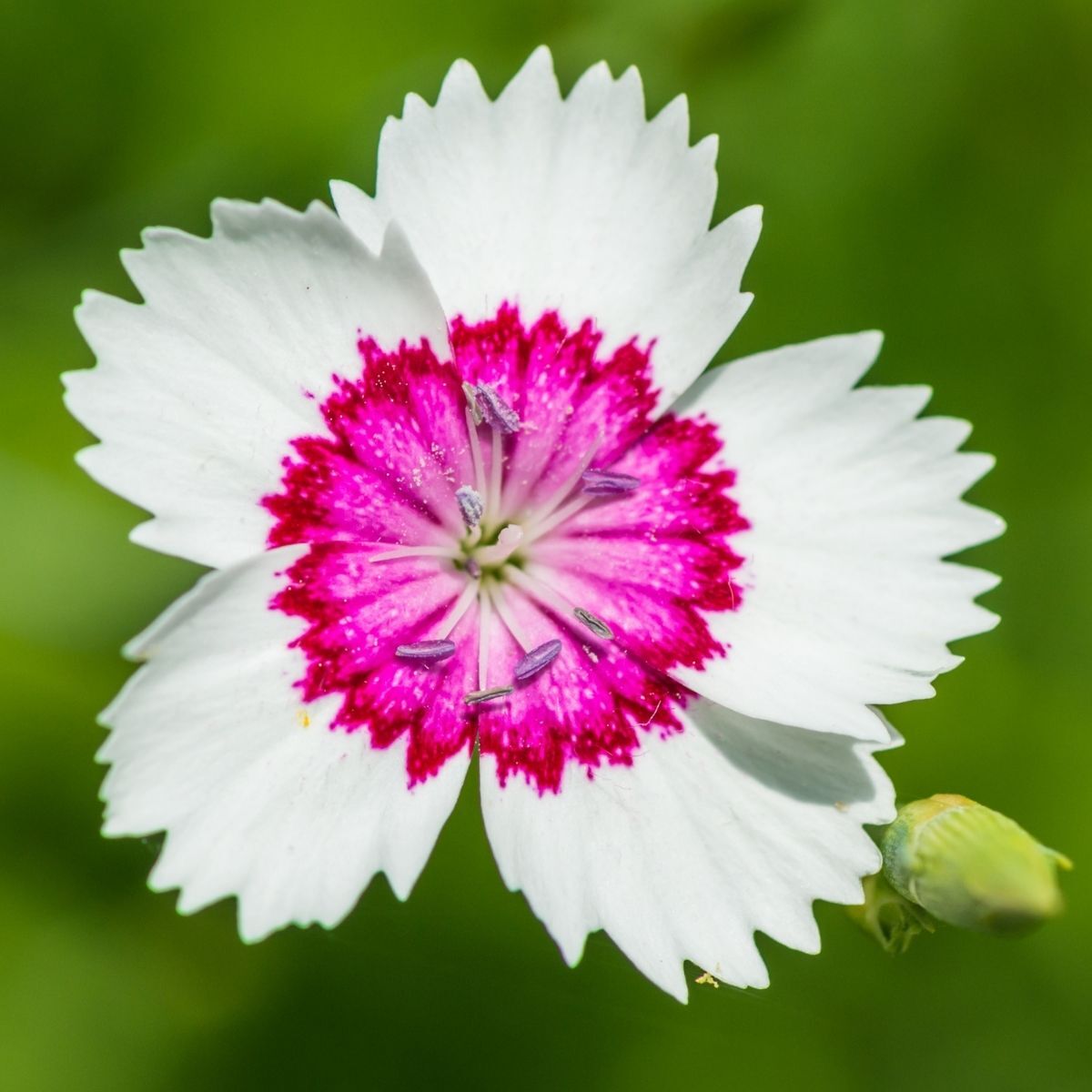 Dianthus- Merry Go Round