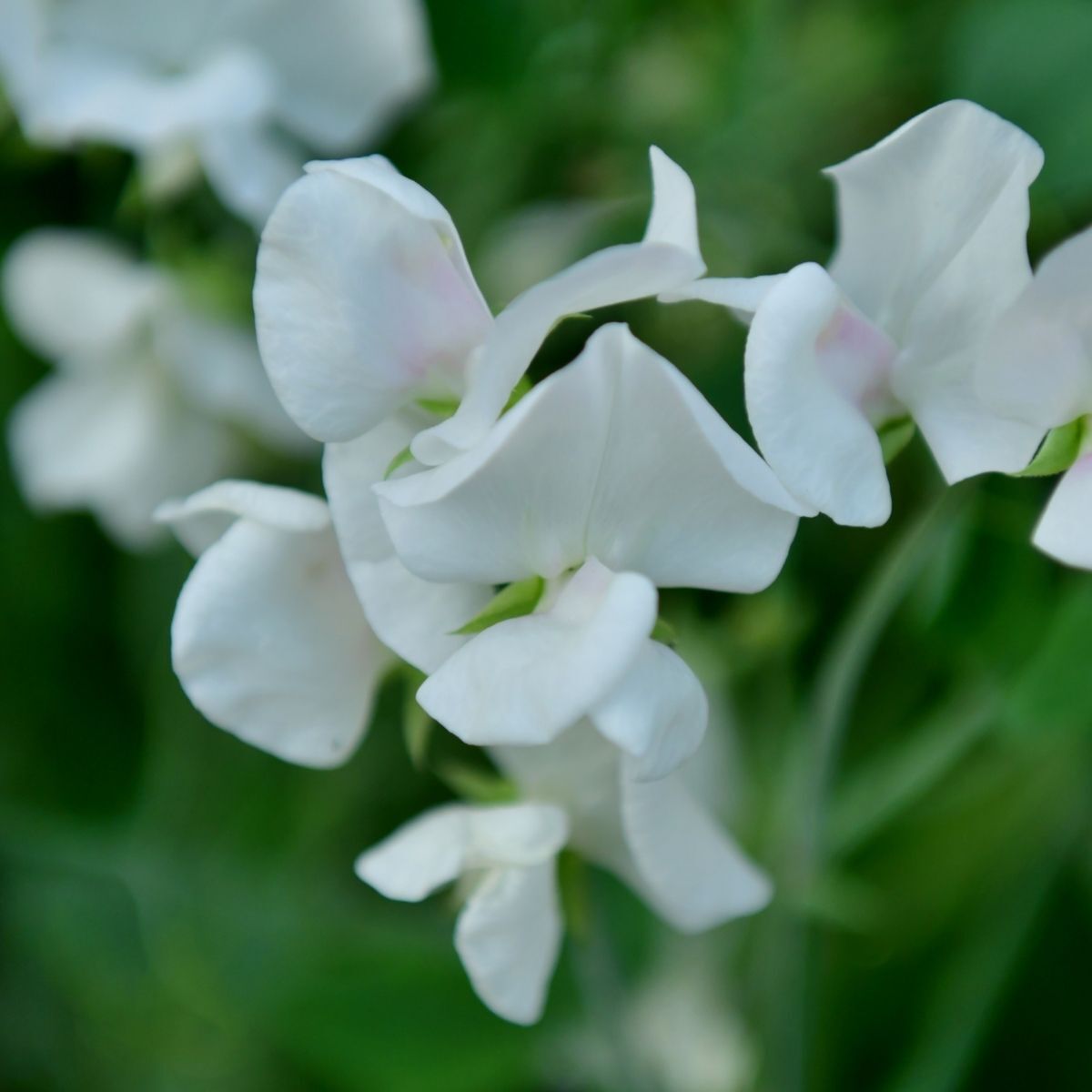 Sweetpea- Solstice White