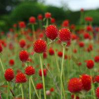 Globe Amaranth- Strawberry Fields