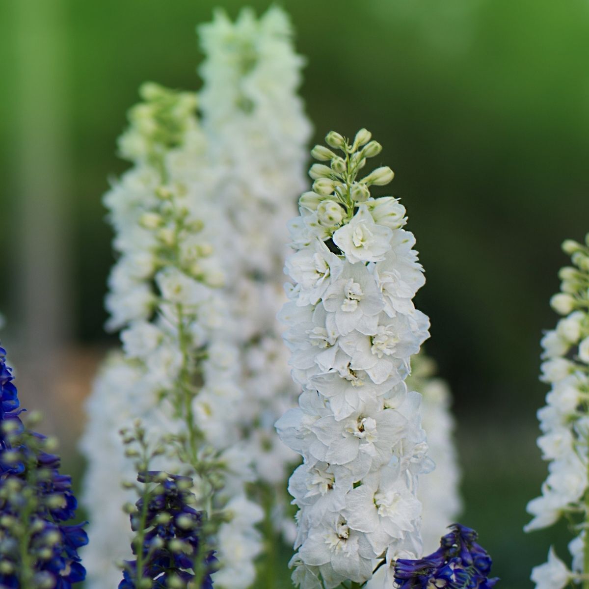 Larkspur- Imperial White King
