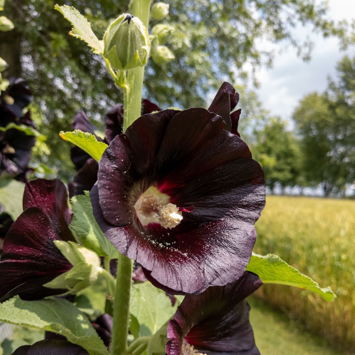 Hollyhock- Henry the Eighth Black