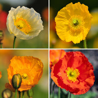 Iceland Poppy- Festival Mix