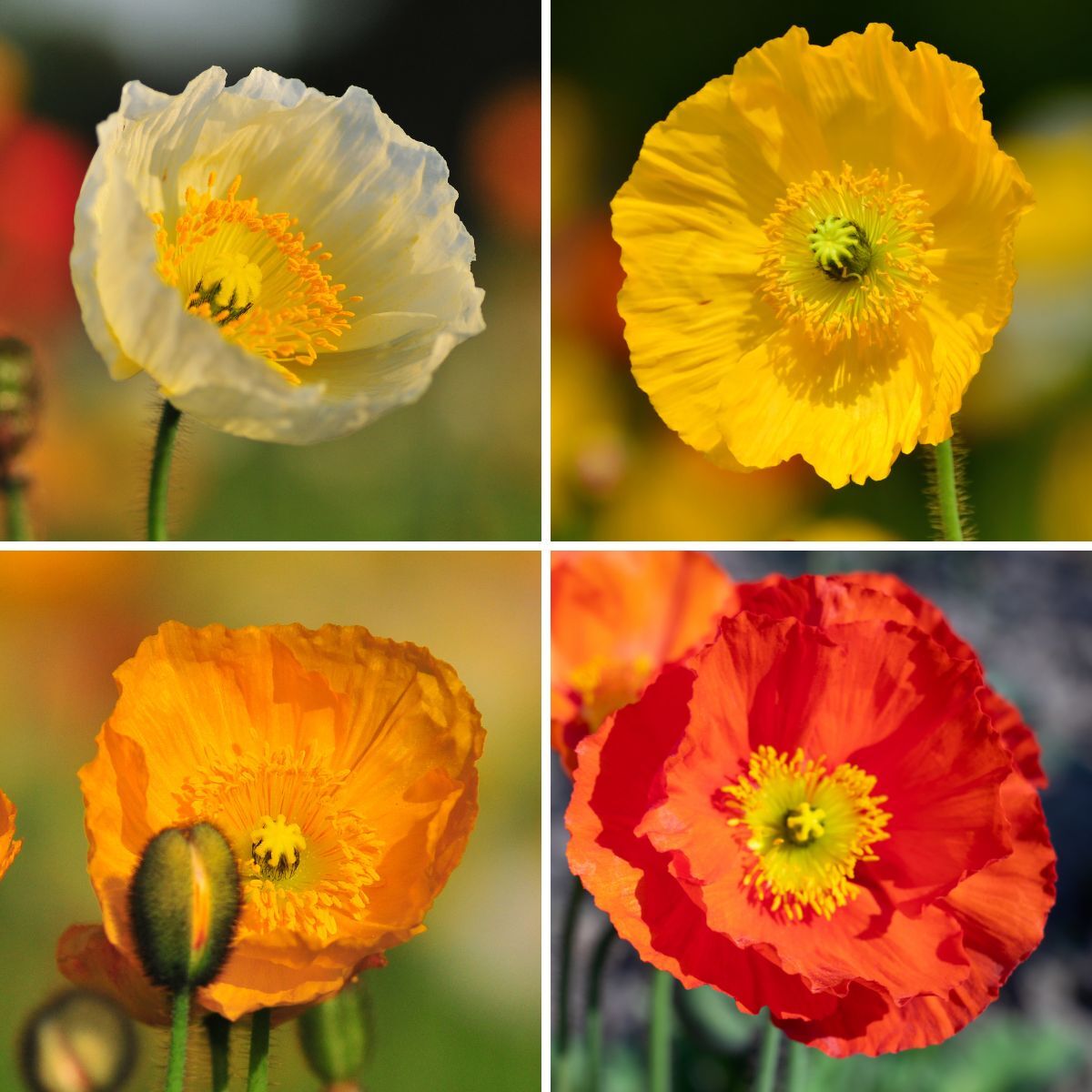 Iceland Poppy- Festival Mix