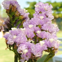 Statice- Twilight Lilac