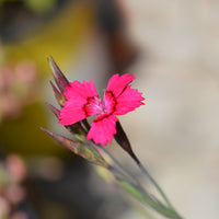 Dianthus- Carmine Red