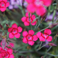 Dianthus- Carmine Red