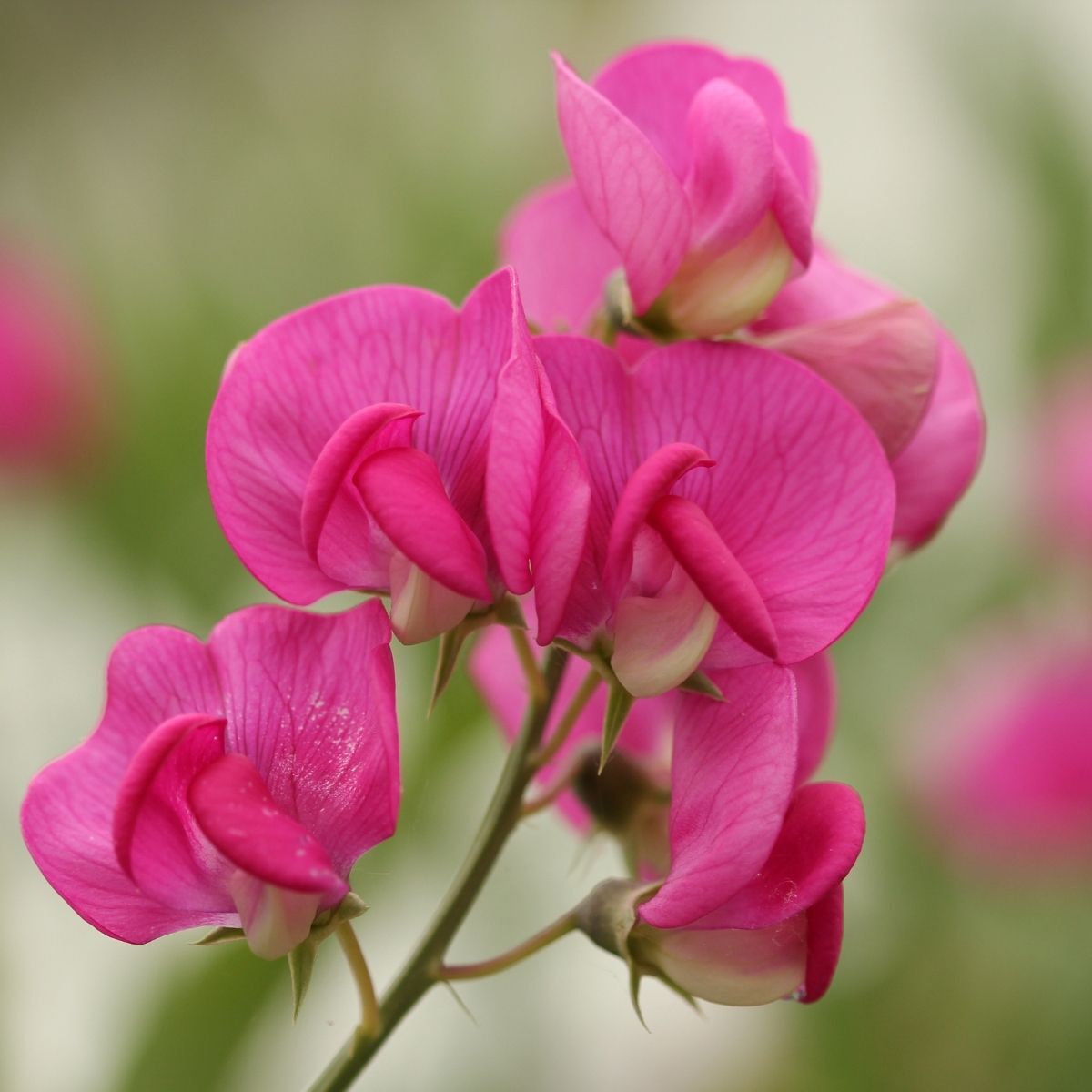 Sweetpea- Solstice Rose