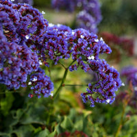 Statice- Purple Attraction