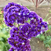 Statice- Purple Attraction