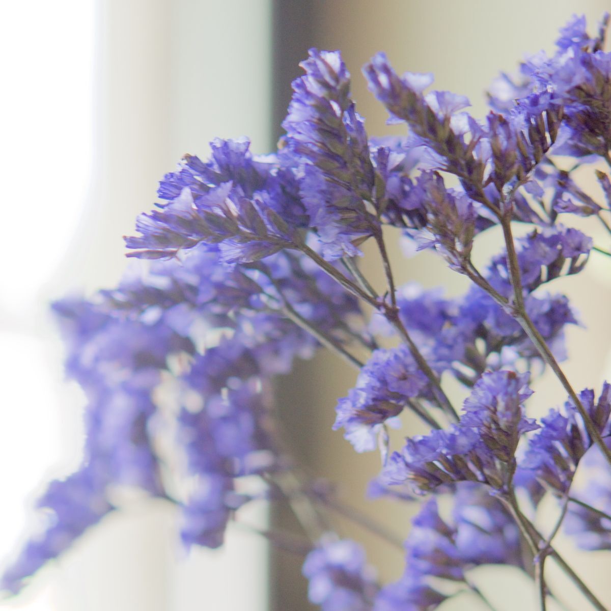 Statice- Heavenly Blue