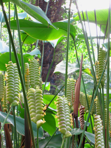 Cream Green Calathea Lutea Plant Seeds for Planting - Heirloom & Non-GMO Seeds