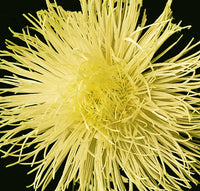 Aster- Ostrich Yellow Feather