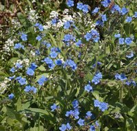 Chinese Forget-Me-Not – Cynoglossum Seed