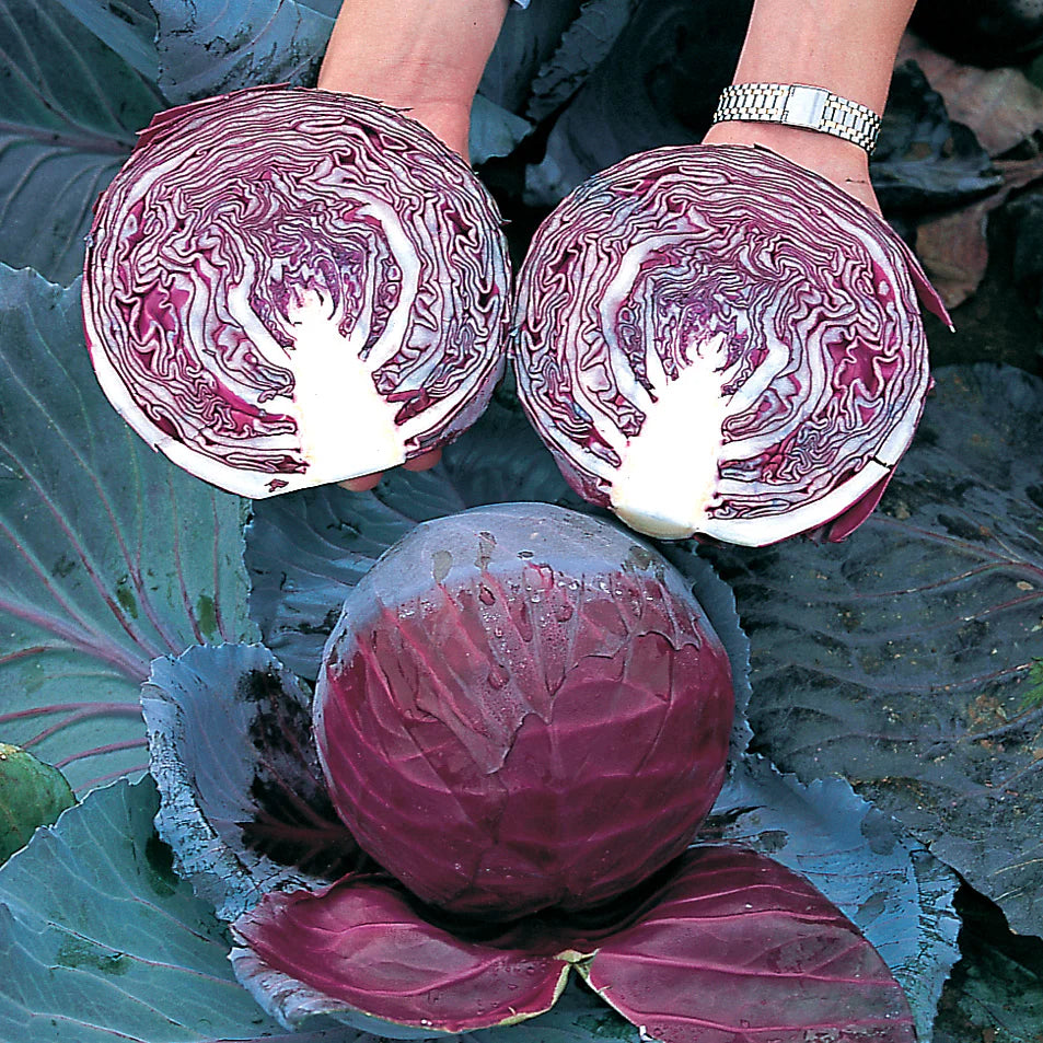 Primero – Organic Cabbage Seed